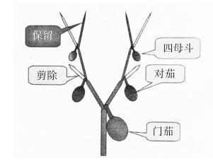 茄子双秆整枝示意图