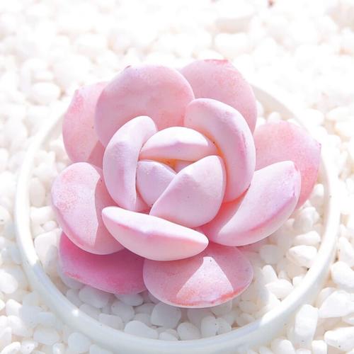 粉雪莲 实生单头多肉植物组合萌肉肉多肉盆栽绿植花卉云南多肉