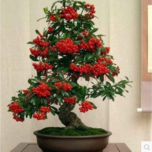 火棘树盆栽 吉祥果喜庆果 满堂红 火棘树桩 观花观果盆景红红火火