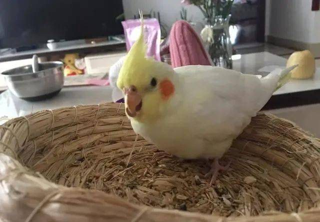 如何让一只鹦鹉喜欢你