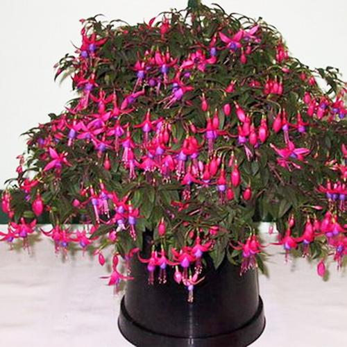 灯笼花种子 倒挂金钟观花种子盆栽垂吊花卉种子四季种植吊钟种子