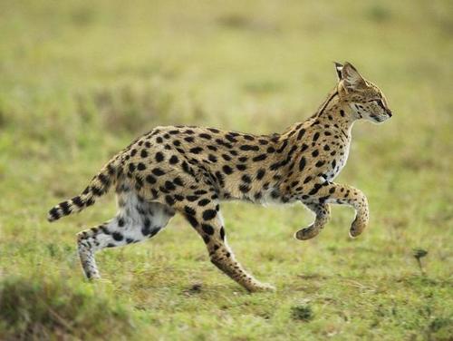 猫科(下)云猫,豹猫,虎猫,猞猁,狞猫,金猫,.