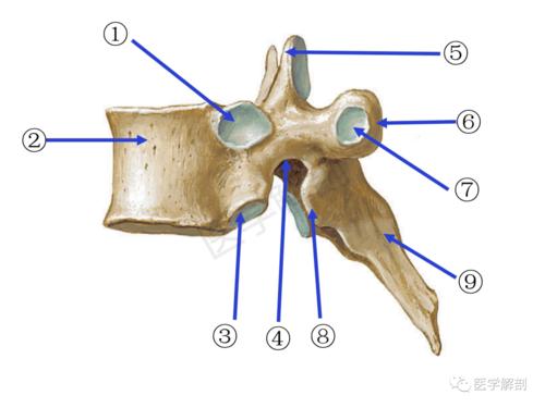 本期题目(第六胸椎——侧面观)(答案:①椎弓根 ②横突肋凹 ③棘突 ④