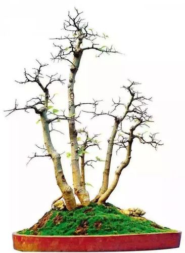 鬼斧神工赏盆景五丛林式盆景