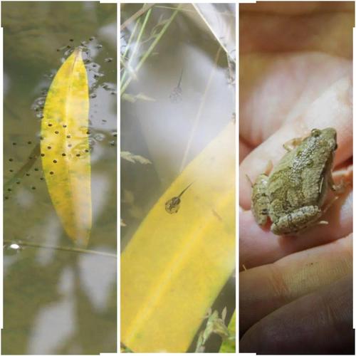 夏天,是观察变态发育的一个好时候.