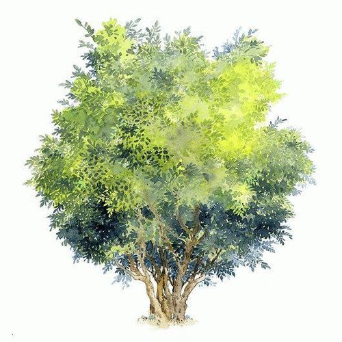 水彩植物上色临摹参考 樱花植物灌木 手绘彩铅临摹素材98张xd010-淘宝