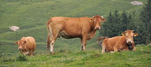 牛价丨4月25日全国活牛价格更新了各位养牛老铁留言补充