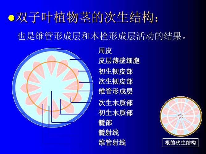 植物学 双子叶植物茎的次生结构: 也是维管形成层和木栓形成层活动的