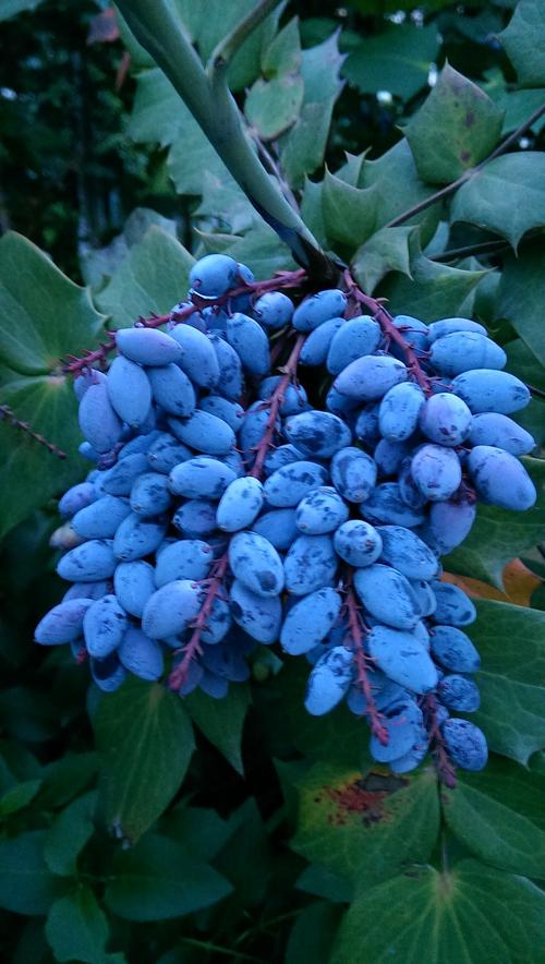 这是什么植物的果实?