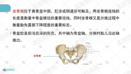 骨盆解剖与枕先露分娩机制