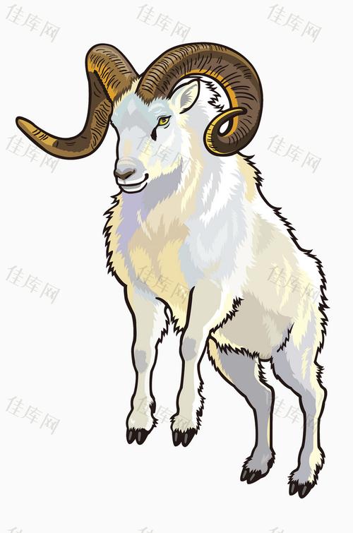 手绘白色山羊图片