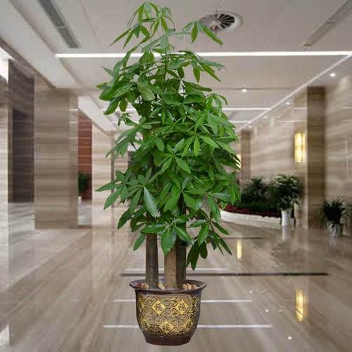 购客专车送货办公室盆栽室内大型绿植客厅乔迁开业三杆发财树植物易购