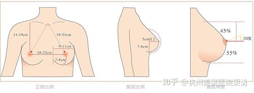 上有一个黄金比例胸部标准,即为【理想的乳房】,形状挺拔,呈半球形