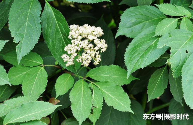 农村一种"臭树",全身是宝,树芯含"黄金",是民间风湿良药