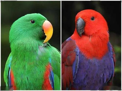 俗话说"红配绿赛狗屁",折衷鹦鹉绿林好汉,沉迷备胎无法自拔