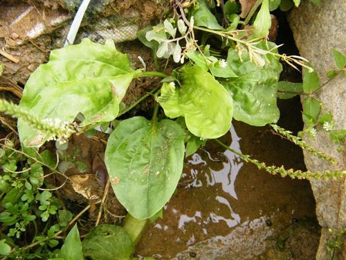深圳羊台山植物汇总(慢慢更新) - 磨房