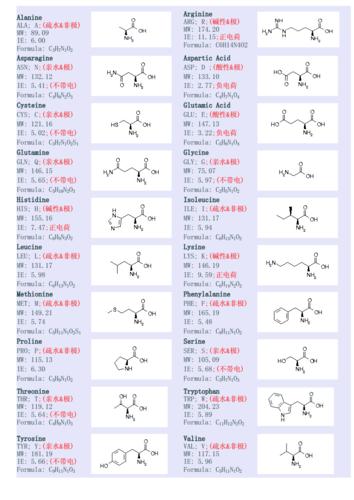 氨基酸结构性质表.doc 2页