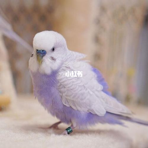 丁香色的虎皮鹦鹉_鹦鹉_牡丹_日本_虎皮鹦鹉_宠物