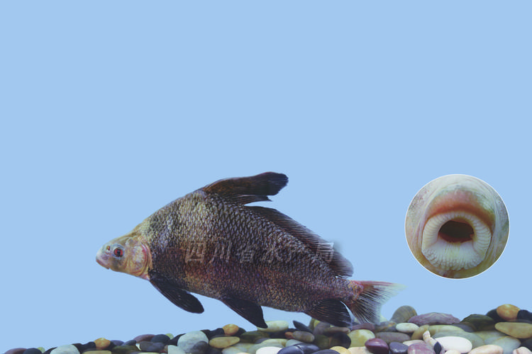 胭脂鱼科/胭脂鱼属/【胭脂鱼】myxocyprinus asiaticus