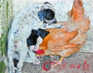 鸡犬相往来老母鸡当起了狗保姆图