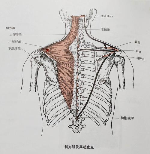 斜方肌上中下三个肌束的位置.