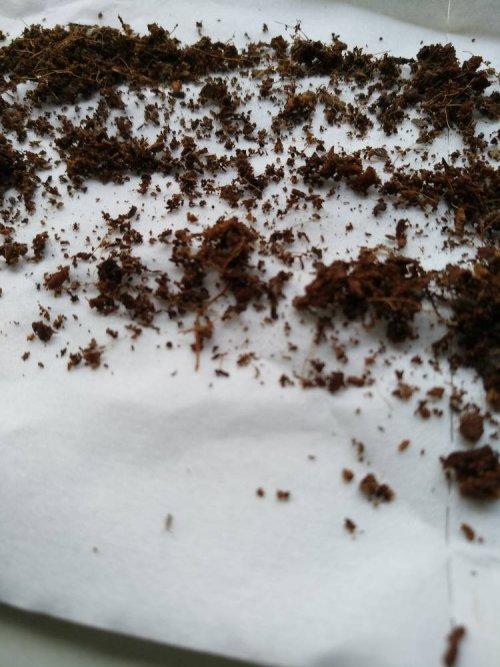 这种土里的小虫子是?