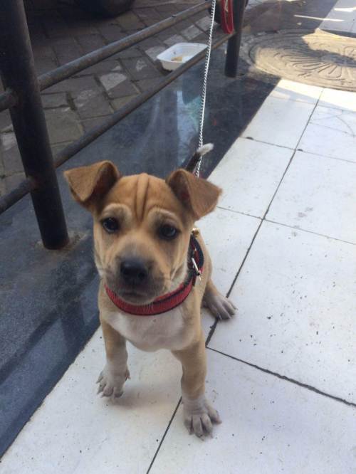 (赠送)为沙皮与土狗结合的狗狗寻找新主人