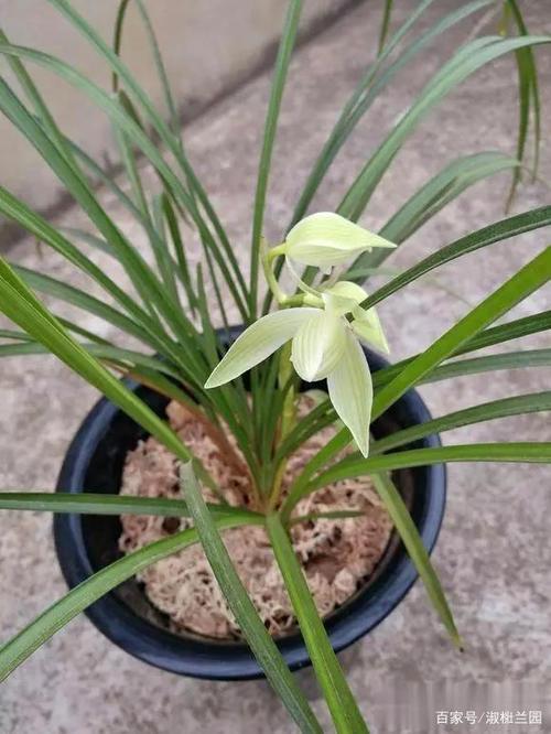 兰花娱乐欣赏,精品莲瓣素花高品素,连续十年金奖得主