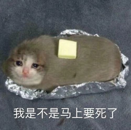 沙雕猫 