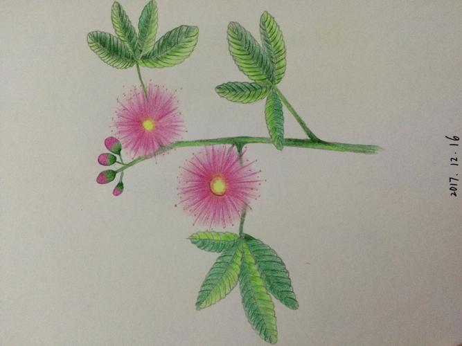 彩铅练习26:含羞草