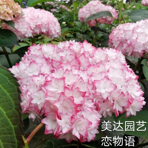 新品进口大花绣球花苗恋物语新上架单品链接