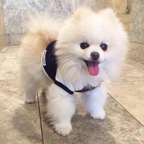 博美犬是一种玩赏犬,毛被颜色除了白色以外,还有棕色,橘色等颜色,体味