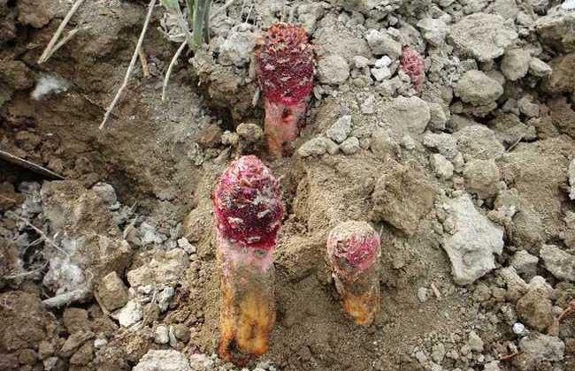 锁阳的功效与作用