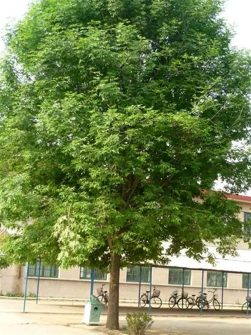 树苗白蜡树白蜡景观别墅厂区公园景区绿化树种行道树