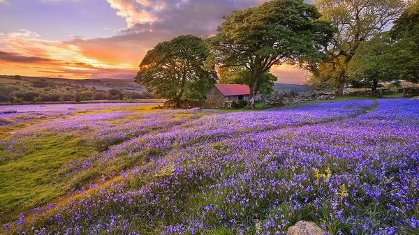 首页 下载中心 主题壁纸 自然风光 花海唯美景色植物高清桌面壁纸