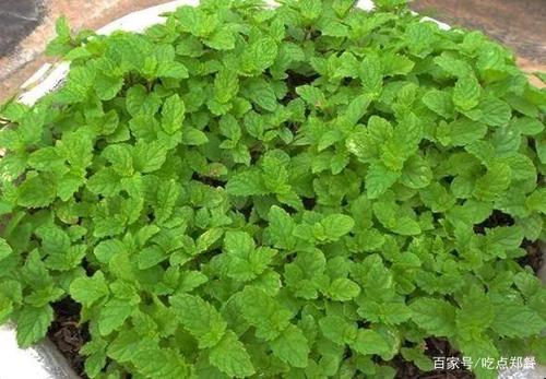 这种特别的香菜叫"十香菜",也有叫"石香菜"的,十香菜长得有点像薄缮