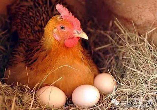 无壳孵化小鸡小茶缸 揭开"到底先有鸡还是先有蛋"的世界之谜?