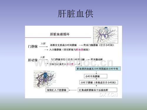 ppt  肝脏三期增强扫描,,肝脏血供,造影剂走向,四肢静脉 肺循环 肝