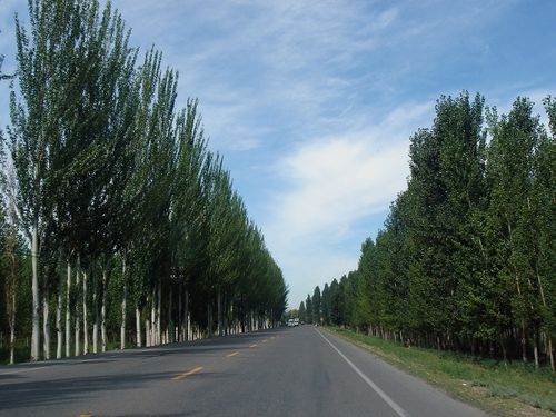 路边林立着参天的白杨