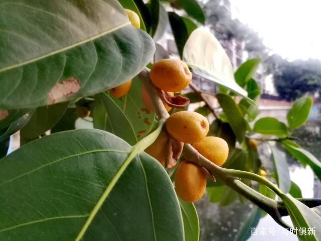 金灿灿的高山榕果实,让人喜忧参半