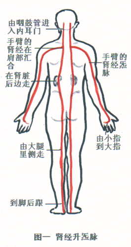 一,图一 肾经升炁脉(实际上这个炁脉是大环流炁脉,也叫大周天,大法轮
