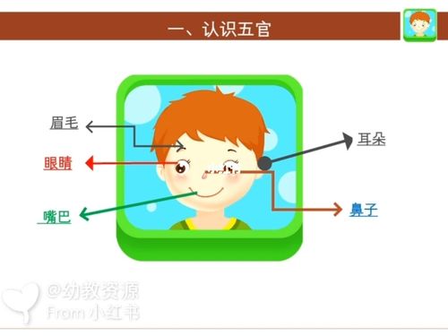 中班健康教案《认识五官》_幼儿园_ppt_幼儿园教案_教育_学前教育