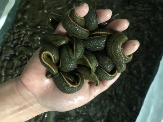 供应大厅  水产 蚂蟥