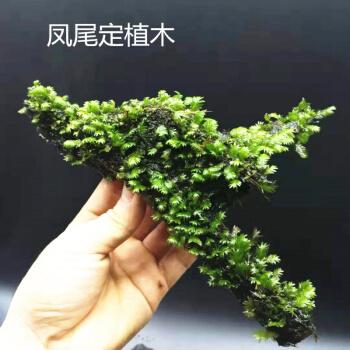 再宠凤尾小树凤尾苔莫斯树美凤水草沉木杜鹃根鱼缸造景装饰凤尾定植木