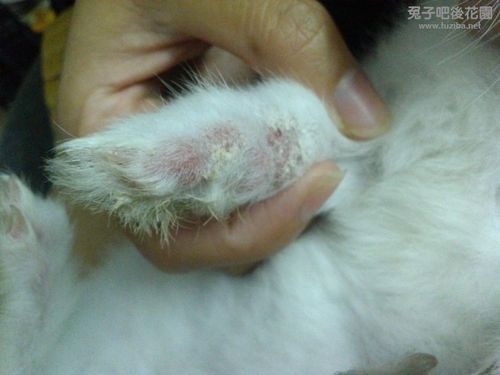我的兔子这是脚皮炎还是螨虫呢 ,我该买什么药