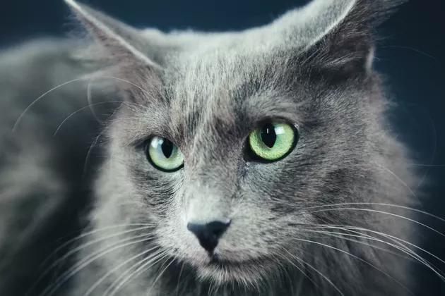 猫咪是天生的近视眼,为何捕捉能力如此出色?_视力_眼睛_疾病