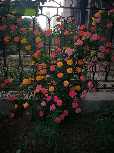 惊艳| 群开的藤彩虹:花量超大,多彩又壮观