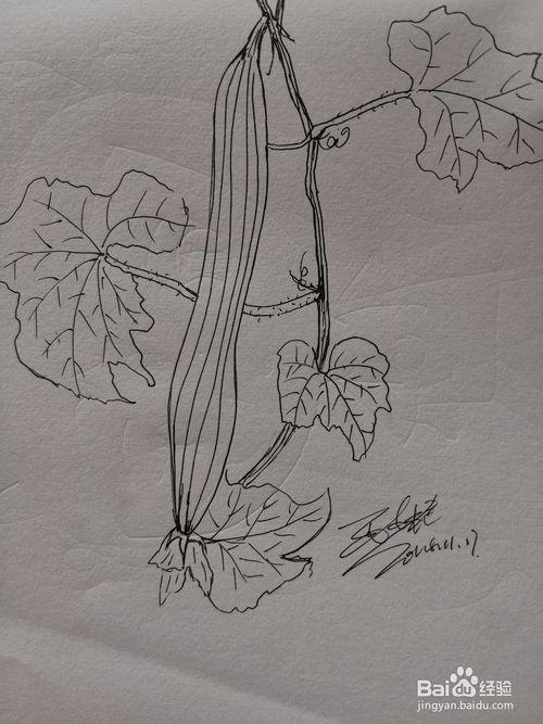 丝瓜藤架简笔画