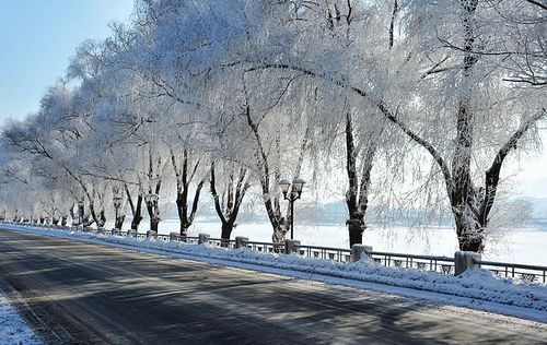 吉林行——松花江畔,雾凇如花