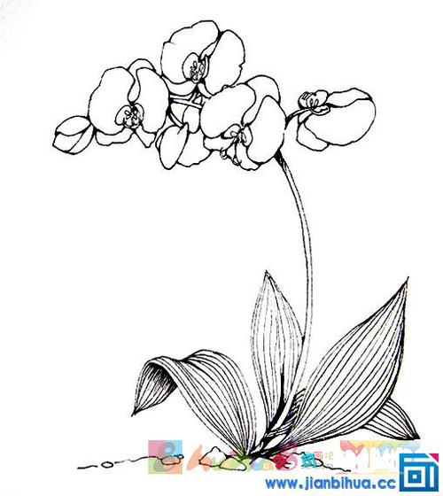 蝴蝶兰简笔画图片大全